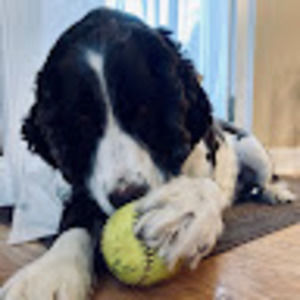 Meet your Posher, Shelby